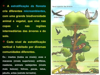  A estratificação da floresta

cria diferentes microambientes,
com uma grande biodiversidade
animal e vegetal, que vive nas
copas         e        nas        regiões
intermediárias das árvores e do
solo.

 Cada nível de estratificação
vertical é habitado por diversas
comunidades diferentes.
Ex.: insetos (todos os níveis); aves e
macacos (níveis superiores); anfíbios,
roedores, animais rastejantes (níveis
mais    baixos);   felinos,   pacas,   tatus,
jabutis, antas (estrato terrestre).
 