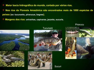  Maior bacia hidrográfica do mundo, cortada por vários rios.

 Nos rios da Floresta Amazônica são encontrados mais de 1000 espécies de
peixes (ex: tucunarés, pirarucus, bagres).

 Margens dos rios: ariranhas, capivaras, jacarés, sucuris.

                                                                Pirarucu
                                        Tucunaré




                                                   Sucuri
 