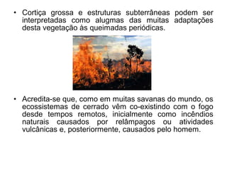 • Cortiça grossa e estruturas subterrâneas podem ser
interpretadas como alugmas das muitas adaptações
desta vegetação às queimadas periódicas.
• Acredita-se que, como em muitas savanas do mundo, os
ecossistemas de cerrado vêm co-existindo com o fogo
desde tempos remotos, inicialmente como incêndios
naturais causados por relâmpagos ou atividades
vulcânicas e, posteriormente, causados pelo homem.
 