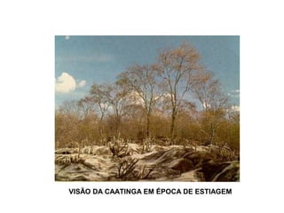 VISÃO DA CAATINGA EM ÉPOCA DE ESTIAGEM
 