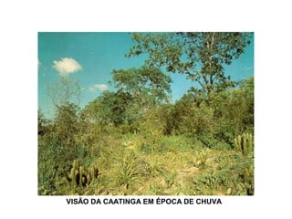 VISÃO DA CAATINGA EM ÉPOCA DE CHUVA
 