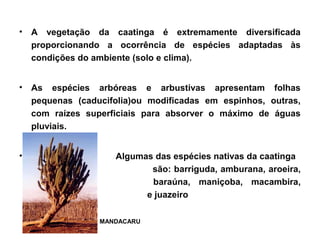 • A vegetação da caatinga é extremamente diversificada
proporcionando a ocorrência de espécies adaptadas às
condições do ambiente (solo e clima).
• As espécies arbóreas e arbustivas apresentam folhas
pequenas (caducifolia)ou modificadas em espinhos, outras,
com raízes superficiais para absorver o máximo de águas
pluviais.
• Algumas das espécies nativas da caatinga
são: barriguda, amburana, aroeira,
umbu, baraúna, maniçoba, macambira,
mandacaru e juazeiro
MANDACARU
 