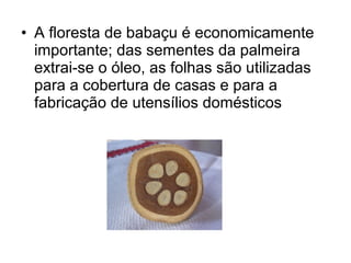 • A floresta de babaçu é economicamente
importante; das sementes da palmeira
extrai-se o óleo, as folhas são utilizadas
para a cobertura de casas e para a
fabricação de utensílios domésticos
 