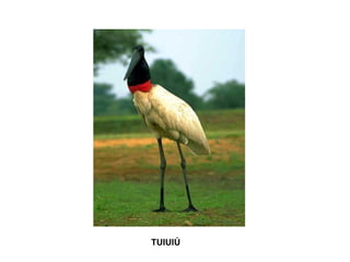 TUIUIÚ
 