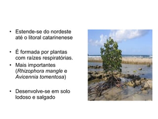 • Estende-se do nordeste
até o litoral catarinenese
• É formada por plantas
com raízes respiratórias.
• Mais importantes
(Rhizophora mangle e
Avicennia tomentosa)
• Desenvolve-se em solo
lodoso e salgado
 