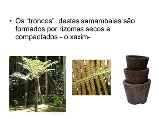• Os “troncos” destas samambaias são
formados por rizomas secos e
compactados - o xaxim-
 