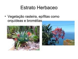 Estrato Herbaceo
• Vegetação rasteira, epífitas como
orquídeas e bromélias
 