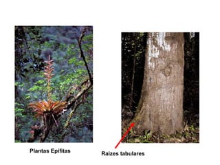 Raizes tabularesPlantas Epífitas
 