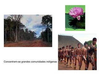 Concentram-se grandes comunidades indígenas
 