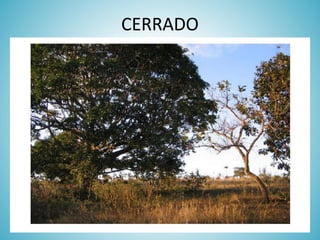 CERRADO

 