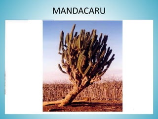 MANDACARU

 