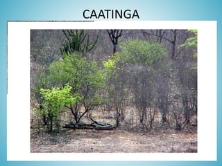 CAATINGA

 