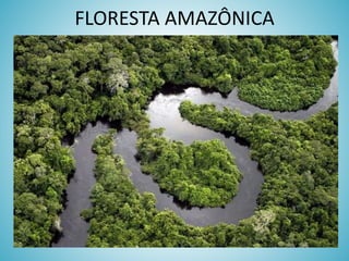 FLORESTA AMAZÔNICA

 