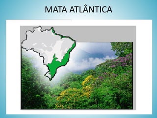 MATA ATLÂNTICA

 