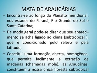 MATA DE ARAUCÁRIAS
• Encontra-se ao longo do Planalto meridional,
nos estados do Paraná, Rio Grande do Sul e
Santa Catarina;
• De modo geral pode-se dizer que seu aparecimento se acha ligado ao clima (subtropical ),
que é condicionado pelo relevo e pela
latitude;
• Constitui uma formação aberta, homogênea,
que permite facilmente a extração de
madeiras (chamadas mole), as Araucárias,
constituem a nossa única floresta subtropical

 