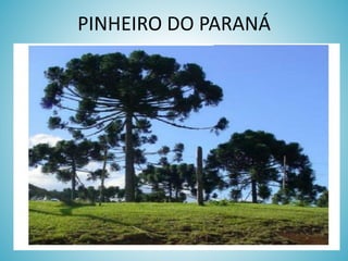 PINHEIRO DO PARANÁ

 