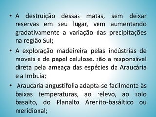 • A destruição dessas matas, sem deixar
reservas em seu lugar, vem aumentando
gradativamente a variação das precipitações
na região Sul;
• A exploração madeireira pelas indústrias de
moveis e de papel celulose. são a responsável
direta pela ameaça das espécies da Araucária
e a Imbuia;
• Araucaria angustifolia adapta-se facilmente às
baixas temperaturas, ao relevo, ao solo
basalto, do Planalto Arenito-basáltico ou
meridional;

 