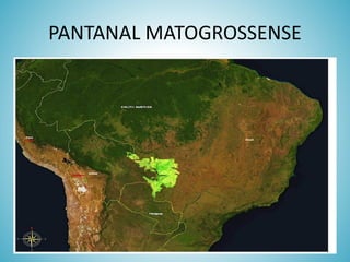PANTANAL MATOGROSSENSE

 