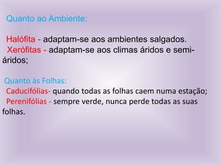 Quanto ao Ambiente:
Halófita - adaptam-se aos ambientes salgados.
Xerófitas - adaptam-se aos climas áridos e semiáridos;
Quanto às Folhas:
Caducifólias- quando todas as folhas caem numa estação;
Perenifólias - sempre verde, nunca perde todas as suas
folhas.

 