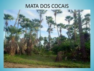 MATA DOS COCAIS

 