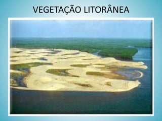 VEGETAÇÃO LITORÂNEA

 