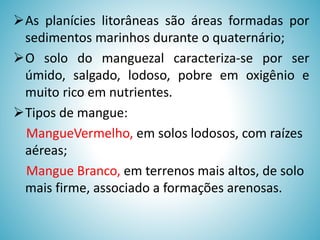 As planícies litorâneas são áreas formadas por
sedimentos marinhos durante o quaternário;
O solo do manguezal caracteriza-se por ser
úmido, salgado, lodoso, pobre em oxigênio e
muito rico em nutrientes.
Tipos de mangue:
MangueVermelho, em solos lodosos, com raízes
aéreas;
Mangue Branco, em terrenos mais altos, de solo
mais firme, associado a formações arenosas.

 