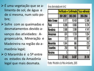  É uma vegetação que se alimenta de sol, de água e
de si mesma, num solo pobre;
 Sofre com as queimadas e
desmatamentos devido avanços das atividades: Agropecuária, Mineração e
Madeireira na região da amazônia legal;
 O Maranhão é o 5º entre
os estados da Amazônia
legal que mais desmata.

 