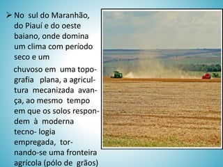  No sul do Maranhão,
do Piauí e do oeste
baiano, onde domina
um clima com período
seco e um
chuvoso em uma topografia plana, a agricultura mecanizada avança, ao mesmo tempo
em que os solos respondem à moderna
tecno- logia
empregada, tornando-se uma fronteira
agrícola (pólo de grãos)

 