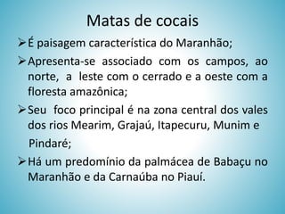 Matas de cocais
É paisagem característica do Maranhão;
Apresenta-se associado com os campos, ao
norte, a leste com o cerrado e a oeste com a
floresta amazônica;
Seu foco principal é na zona central dos vales
dos rios Mearim, Grajaú, Itapecuru, Munim e
Pindaré;
Há um predomínio da palmácea de Babaçu no
Maranhão e da Carnaúba no Piauí.

 