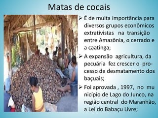 Matas de cocais
 É de muita importância para
diversos grupos econômicos
extrativistas na transição
entre Amazônia, o cerrado e
a caatinga;
 A expansão agricultura, da
pecuária fez crescer o processo de desmatamento dos
baçuais;
 Foi aprovada , 1997, no mu
nicípio de Lago do Junco, na
região central do Maranhão,
a Lei do Babaçu Livre;

 