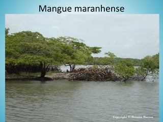 Mangue maranhense

 