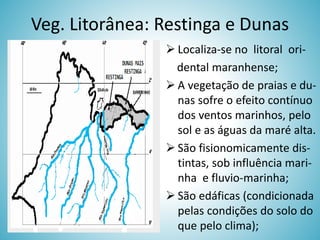 Veg. Litorânea: Restinga e Dunas
 Localiza-se no litoral oridental maranhense;
 A vegetação de praias e dunas sofre o efeito contínuo
dos ventos marinhos, pelo
sol e as águas da maré alta.
 São fisionomicamente distintas, sob influência marinha e fluvio-marinha;
 São edáficas (condicionada
pelas condições do solo do
que pelo clima);

 