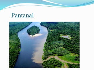 Pantanal 
 