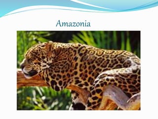 Amazonia 
