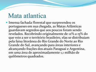 Mata atlantica 
 Imensa fachada florestal que surpreendeu os 
portugueses em sua chegada, as Matas Atlânticas 
guardavam segredos que aos poucos foram sendo 
revelados. Recobrindo originalmente de 12% a 15% do 
que veio a ser o território brasileiro, elas se distribuíam 
pela faixa litorânea do Rio Grande do Norte ao Rio 
Grande do Sul, avançando para áreas interiores e 
alcançando frações dos atuais Paraguai e Argentina, 
em uma área de aproximadamente 1,1 milhão de 
quilômetros quadrados. 
 