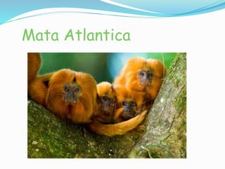 Mata Atlantica 
 