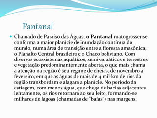 Pantanal 
 Chamado de Paraíso das Águas, o Pantanal matogrossense 
conforma a maior planície de inundação contínua do 
mundo, numa área de transição entre a floresta amazônica, 
o Planalto Central brasileiro e o Chaco boliviano. Com 
diversos ecossistemas aquáticos, semi-aquáticos e terrestres 
e vegetação predominantemente aberta, o que mais chama 
a atenção na região é seu regime de cheias, de novembro a 
fevereiro, em que as águas de mais de 4 mil km de rios da 
região transbordam e alagam a planície. No período da 
estiagem, com menos água, que chega de bacias adjacentes 
lentamente, os rios retornam ao seu leito, formando-se 
milhares de lagoas (chamadas de "baías") nas margens. 
 