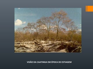 VISÃO DA CAATINGA EM ÉPOCA DE ESTIAGEM
 