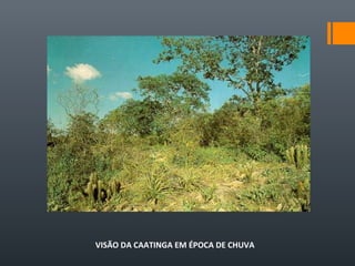 VISÃO DA CAATINGA EM ÉPOCA DE CHUVA
 