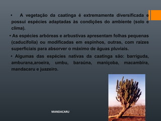 • A vegetação da caatinga é extremamente diversificada e
possui espécies adaptadas às condições do ambiente (solo e
clima).
• As espécies arbóreas e arbustivas apresentam folhas pequenas
(caducifolia) ou modificadas em espinhos, outras, com raízes
superficiais para absorver o máximo de águas pluviais.
• Algumas das espécies nativas da caatinga são: barriguda,
amburana,aroeira, umbu, baraúna, maniçoba, macambira,
mandacaru e juazeiro.
MANDACARU
 