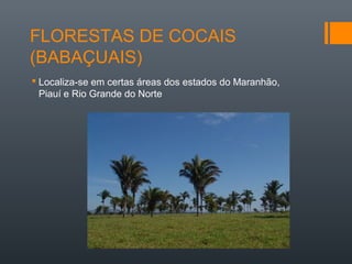 FLORESTAS DE COCAIS
(BABAÇUAIS)
 Localiza-se em certas áreas dos estados do Maranhão,
Piauí e Rio Grande do Norte
 
