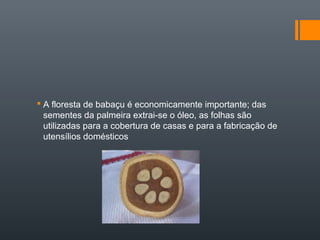  A floresta de babaçu é economicamente importante; das
sementes da palmeira extrai-se o óleo, as folhas são
utilizadas para a cobertura de casas e para a fabricação de
utensílios domésticos
 