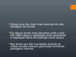 Abriga uma das mais ricas reservas de vida
selvagem do mundo
Em alguns locais mais elevados onde o solo
não retém água a vegetação pode apresentar
a vegetação típica de caatinga como cactus.
Nas áreas que são inundadas durante as
cheias anuais crescem gramíneas formando
pastagens naturais
 