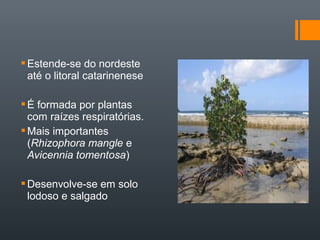Estende-se do nordeste
até o litoral catarinenese
É formada por plantas
com raízes respiratórias.
Mais importantes
(Rhizophora mangle e
Avicennia tomentosa)
Desenvolve-se em solo
lodoso e salgado
 