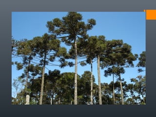 biomasbrasileiros-160712140018.pdf