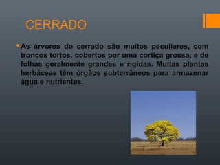 CERRADO
As árvores do cerrado são muitos peculiares, com
troncos tortos, cobertos por uma cortiça grossa, e de
folhas geralmente grandes e rígidas. Muitas plantas
herbáceas têm órgãos subterrâneos para armazenar
água e nutrientes.
 
