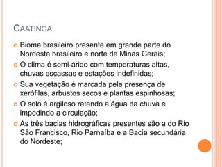 CAATINGA
 Bioma brasileiro presente em grande parte do
Nordeste brasileiro e norte de Minas Gerais;
 O clima é semi-árido com temperaturas altas,
chuvas escassas e estações indefinidas;
 Sua vegetação é marcada pela presença de
xerófilas, arbustos secos e plantas espinhosas;
 O solo é argiloso retendo a água da chuva e
impedindo a circulação;
 As três bacias hidrográficas presentes são a do Rio
São Francisco, Rio Parnaíba e a Bacia secundária
do Nordeste;
 
