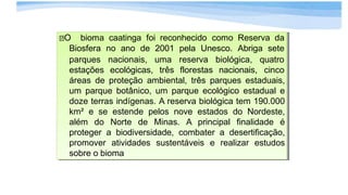 O bioma caatinga foi reconhecido como Reserva
Biod
sa
fera no ano de 2001 pela Unesco. Abriga sete
parques nacionais, uma reserva biológica, quatro
estações ecológicas, três florestas nacionais, cinco
áreas de proteção ambiental, três parques estaduais,
um parque botânico, um parque ecológico estadual
dozeeterras indígenas. A reserva biológica tem 190.000
km² e se estende pelos nove estados do Nordeste,
além do Norte de Minas. A principal finalidade
é
proteger a biodiversidade, combater a desertificação,
promover atividades sustentáveis e realizar estudos
sobre o bioma
O bioma caatinga foi reconhecido como Reserva da
Biosfera no ano de 2001 pela Unesco. Abriga sete
estações ecológicas,
parques nacionais, uma reserva biológica, quatro
três florestas nacionais, cinco
áreas de proteção ambiental, três parques estaduais,
um parque botânico, um parque ecológico estadual e
doze terras indígenas. A reserva biológica tem 190.000
km² e se estende pelos nove estados do Nordeste,
além do Norte de Minas. A principal finalidade é
proteger a biodiversidade, combater a desertificação,
promover atividades sustentáveis e realizar estudos
sobre o bioma
 