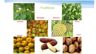 Frutíferas
Juazeiro Umbu
Jatobá
Mangaba Araticum
Murici
Licuri
 