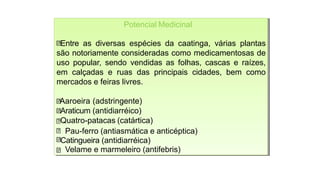 Potencial Medicinal
Entre as diversas espécies da caatinga, várias plantas
são notoriamente consideradas como medicamentosas de
uso popular, sendo vendidas as folhas, cascas e raízes,
em calçadas e ruas das principais cidades, bem como
mercados e feiras livres.
Aaroeira (adstringente)
Araticum (antidiarréico)
Quatro-patacas (catártica)
Pau-ferro (antiasmática e anticéptica)
Catingueira (antidiarréica)
Velame e marmeleiro (antifebris)
Potencial Medicinal
Entre as diversas espécies da caatinga, várias plantas
são notoriamente consideradas como medicamentosas de
uso popular, sendo vendidas as folhas, cascas e raízes,
em calçadas e ruas das principais cidades, bem como
mercados e feiras livres.
Aaroeira (adstringente)
Araticum (antidiarréico)
Quatro-patacas (catártica)
Pau-ferro (antiasmática e anticéptica)
Catingueira (antidiarréica)
Velame e marmeleiro (antifebris)
 